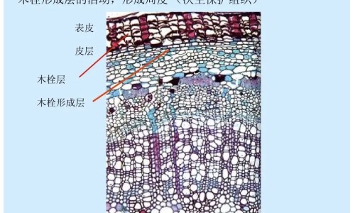 甲地孕酮分散片禁忌症网 - 网站提供甲地孕酮分散片的副作用小常识、甲地孕酮分散片的作用