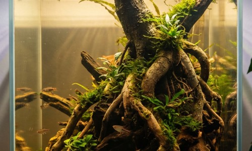 甲地孕酮分散片禁忌症网 - 网站提供甲地孕酮分散片的副作用小常识、甲地孕酮分散片的作用