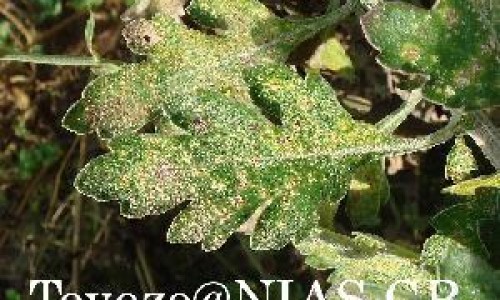 甲地孕酮分散片禁忌症网 - 网站提供甲地孕酮分散片的副作用小常识、甲地孕酮分散片的作用